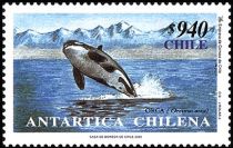 Killer Whale (Orcinus orca)