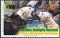 Muntjac, Polar Bear (Ursus maritimus)