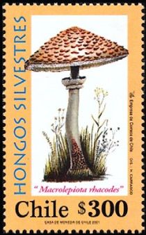 Macrolepiota rhacodes