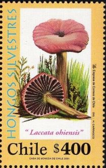 Laccaria ohiensis