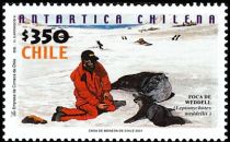 Researcher, Weddell Seal (Leptonychotes weddelli)