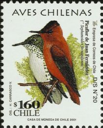 Juan Fernandez Firecrown (Sephanoides fernandensis)