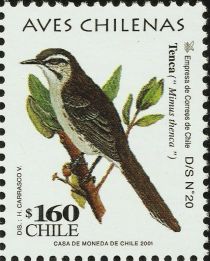 Chilean Mockingbird (Mimus thenca)