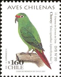 Slender-billed Parakeet (Enicognathus leptorhynchus)