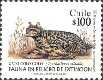 Central Chilean Colocolo (Lynchailurus colocolo)