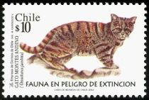 Andean Mountain Cat (Oreailurus jacobita)