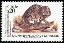 Geoffroy's Cat (Oncifelis geoffroyi)