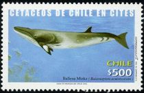 Antarctic Minke Whale (Balaenoptera acutorostrata)