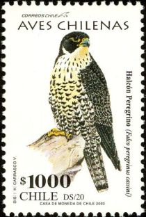 Peregrine Falcon (Falco peregrinus cassini)