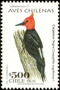 Magellanic Woodpecker (Campephilus magellanicus)