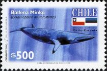 Common Minke Whale (Balaenoptera acutorostrata)