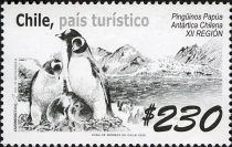 Gentoo Penguin (Pygoscelis papua), Chilean Antarctic