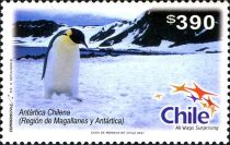 Emperor Penguin (Aptenodytes forsteri)