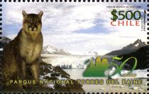 Grey Glacier, Cougar (Felis concolor)