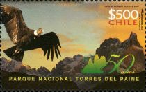 Cuernos del Paine, Andean Condor (Vultur gryphus)