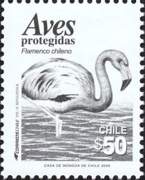 Chilean Flamingo (Phoenicopterus chilensis)