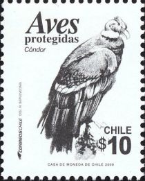 Andean Condor (Vultur gryphus)