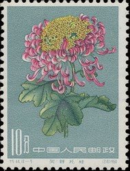 Chrysanthemum