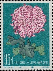 Chrysanthemum