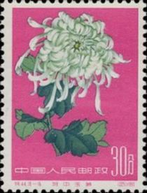 Chrysanthemum