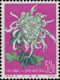 Chrysanthemum