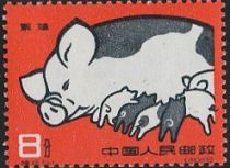 Pig breed