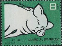 Pig breed