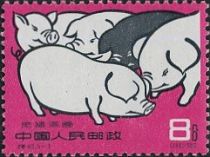 Pig breed