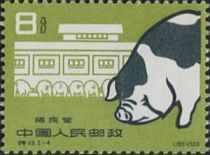 Pig breed