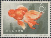 Goldfish (Carassius auratus auratus)