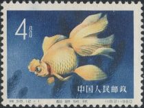 Goldfish (Carassius auratus auratus)