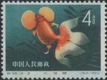 Goldfish (Carassius auratus auratus)