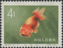 Goldfish (Carassius auratus auratus)