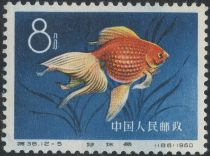 Goldfish (Carassius auratus auratus)