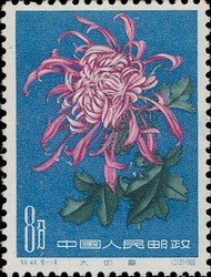 Chrysanthemum