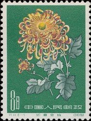 Chrysanthemum