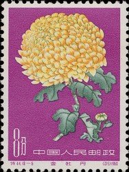 Chrysanthemum