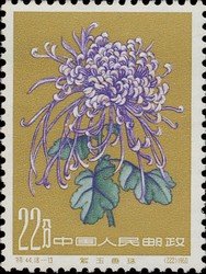 Chrysanthemum