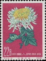 Chrysanthemum