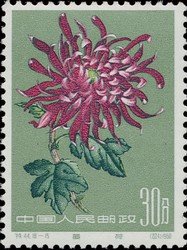 Chrysanthemum