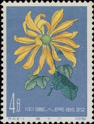 Chrysanthemum