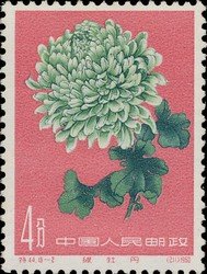 Chrysanthemum