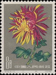 Chrysanthemum