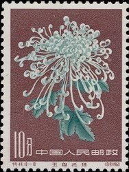 Chrysanthemum