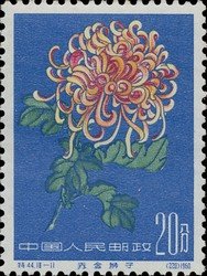 Chrysanthemum