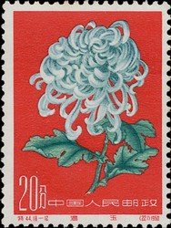 Chrysanthemum