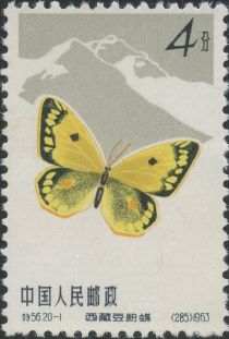 Everest Clouded Yellow (Colias berylia)