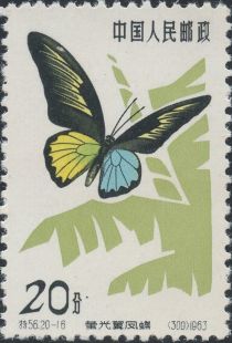 Philippines Birdwing (Troides magellanicus)