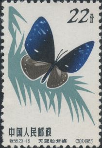 Blue-branded King Crow (Euploea leucostictus)