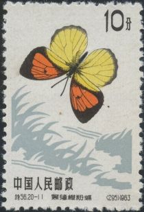 Yellow Orange Tip (Ixias pyrene)